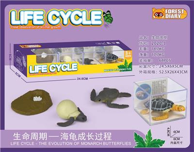 生命周期-海龟 - OBL10000353