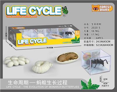 生命周期-蚂蚁 - OBL10000356