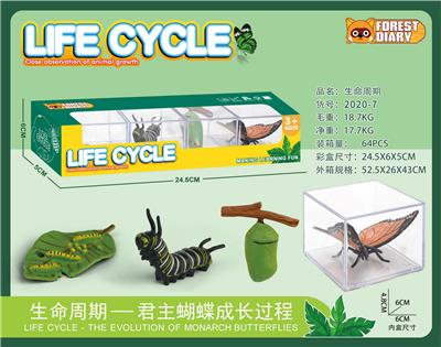 生命周期-蝴蝶 - OBL10000357