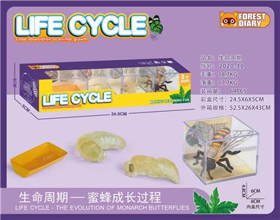 生命周期-马蜂 - OBL10000360