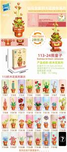 熊童子 - OBL10211229