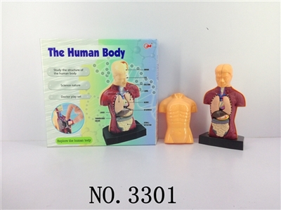 The human body composition - OBL678019