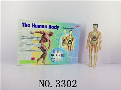 The human body composition - OBL678020