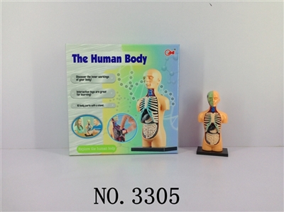 The human body composition - OBL678022