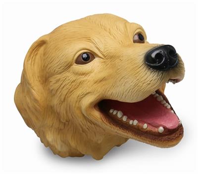 异国短毛猫 - OBL743653