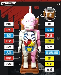 The human body model - OBL771009