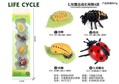 七星瓢虫成长周期 - OBL938274