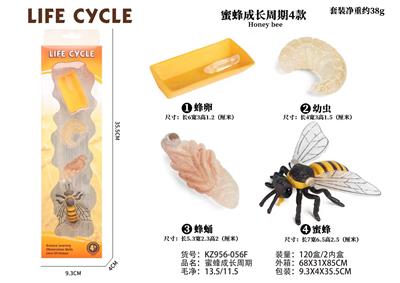 蜜蜂成长周期 - OBL938275