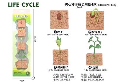 种子成长周期 - OBL938276