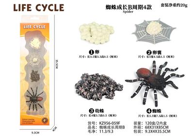 蜘蛛成长周期B - OBL938278