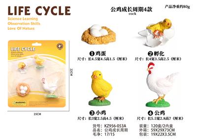 公鸡成长周期 - OBL938283