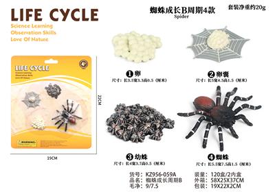 蜘蛛成长周期B - OBL938289