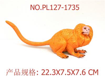 金狮面狨猴 - OBL949503