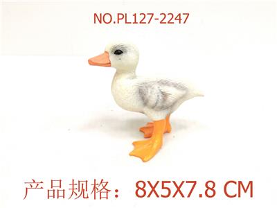 小白鸭 - OBL949602