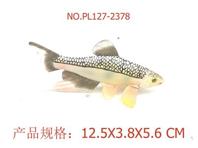 宽鳍鱲鱼 - OBL949649