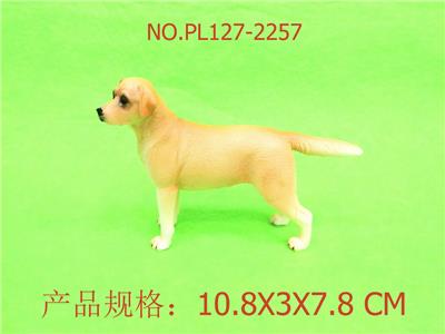 拉布拉多 - OBL949971