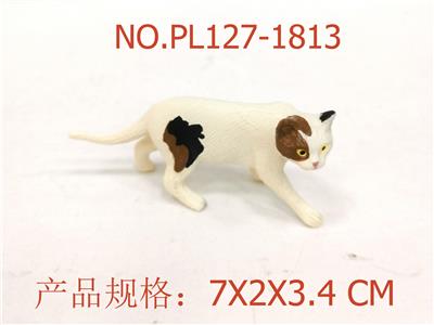 美国短毛猫 - OBL949975