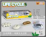 OBL10000356 - 生命周期-蚂蚁