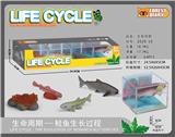 OBL10000359 - 生命周期-三文鱼