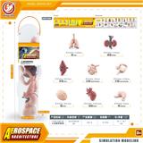 OBL10081817 - Animaltoys