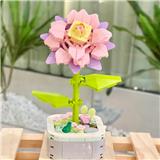 OBL10170524 - 昙花