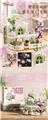 OBL10231669 - 樱花玻璃屋 730PCS