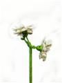OBL10243396 - 茉莉花