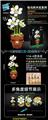 OBL10253424 - 百合花