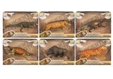 OBL10287420 - Animaltoys