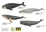 OBL10287566 - Animaltoys