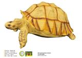 OBL10287570 - Animaltoys