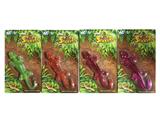 OBL10304786 - Slush / Ruanjiao Series