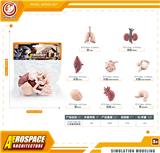 OBL10433878 - 人类器官套装