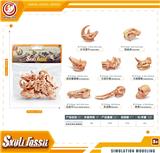 OBL10433897 - 史前动物头骨套装