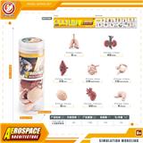OBL10433926 - 人类器官套装