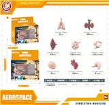 OBL10433973 - 人类器官套装