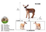 OBL10436072 - 光面母白尾鹿