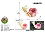 OBL10436201 - Animaltoys