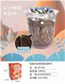 OBL10449570 - 多彩组合花育苗杯