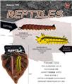 OBL10453159 - Animaltoys