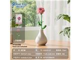OBL10488111 - 冲量特供款-康乃馨