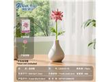 OBL10488115 - 冲量特供款-非洲菊