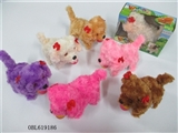 OBL619186 - Box of light fluffy electric zhuang poodle on the ball