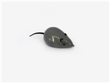 OBL668488 - Back in the mouse