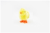 OBL672837 - Chain on the chicken
