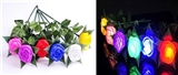 OBL717034 - Colorful light rose
