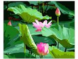 OBL835040 - DIY数字油画       荷花