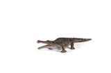 OBL868393 - CROCODILE (33)