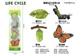 OBL938270 - 蝴蝶成长周期