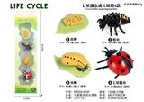 OBL938274 - 七星瓢虫成长周期